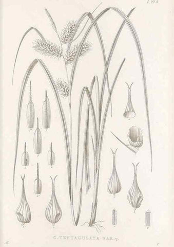 Reproducción/Reproduction 48683048541: Illustrations of the genus Carex. London :William Pamplin,1858-1867.. 