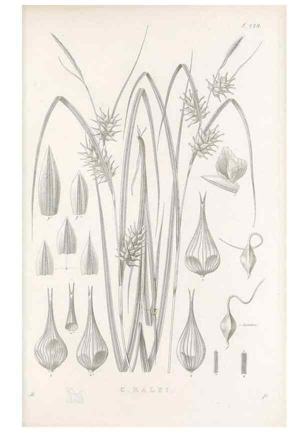 Reproducción/Reproduction 48682710418: Illustrations of the genus Carex. London :William Pamplin,1858-1867.. 