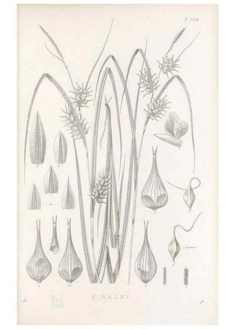 Reproducción/Reproduction 48682710418: Illustrations of the genus Carex. London :William Pamplin,1858-1867.. 