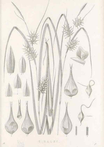 Reproducción/Reproduction 48682710418: Illustrations of the genus Carex. London :William Pamplin,1858-1867.. 
