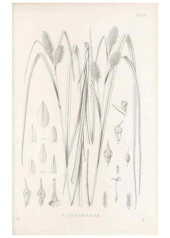 Reproducción/Reproduction 48683049886: Illustrations of the genus Carex. London :William Pamplin,1858-1867.. 