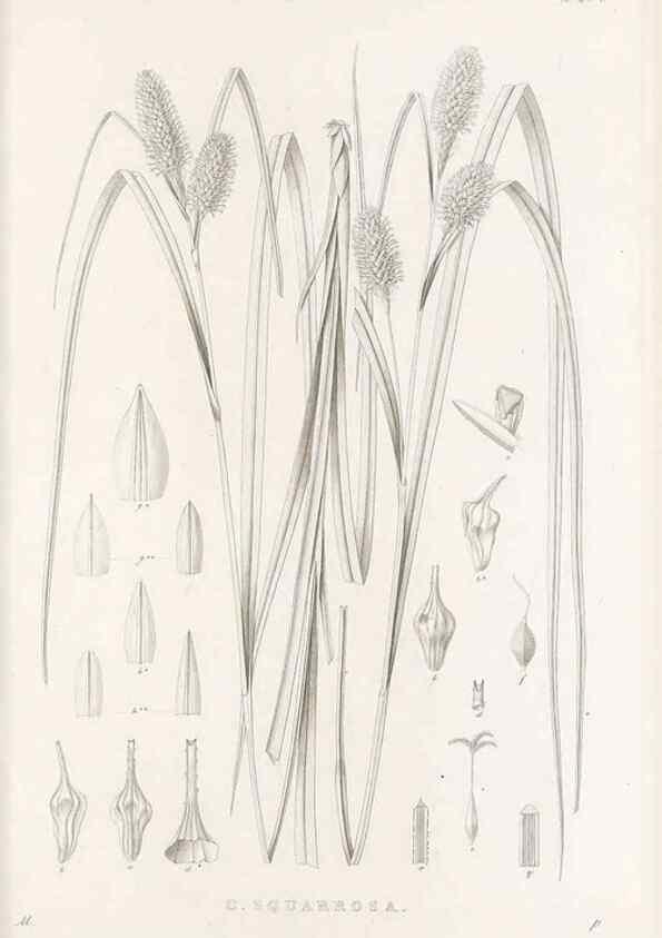 Reproducción/Reproduction 48683049886: Illustrations of the genus Carex. London :William Pamplin,1858-1867.. 