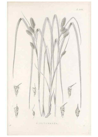 Reproducción/Reproduction 48682710908: Illustrations of the genus Carex. London :William Pamplin,1858-1867.. 