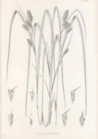 Reproducción/Reproduction 48682710908: Illustrations of the genus Carex. London :William Pamplin,1858-1867.. 