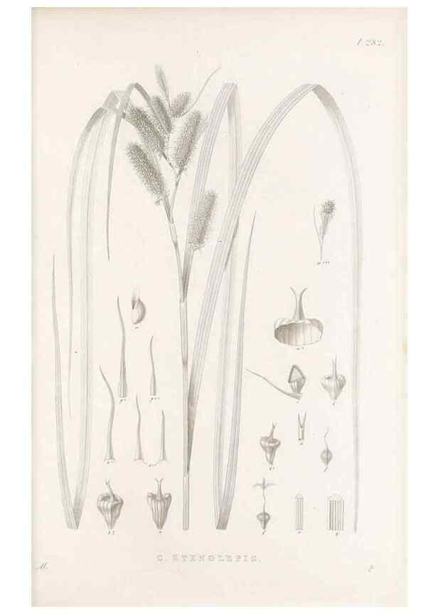 Reproducción/Reproduction 48683050386: Illustrations of the genus Carex. London :William Pamplin,1858-1867.. 