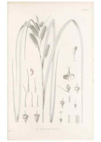 Reproducción/Reproduction 48683050386: Illustrations of the genus Carex. London :William Pamplin,1858-1867.. 