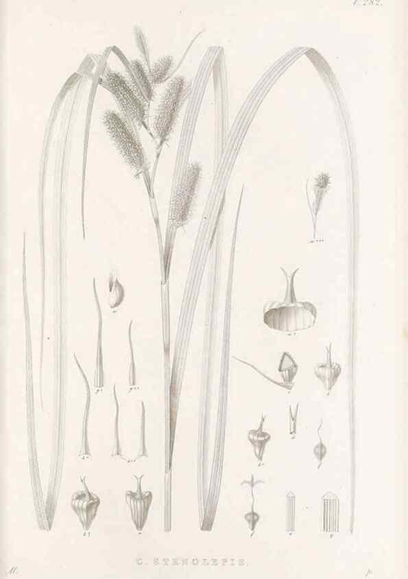 Reproducción/Reproduction 48683050386: Illustrations of the genus Carex. London :William Pamplin,1858-1867.. 