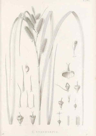 Reproducción/Reproduction 48683050386: Illustrations of the genus Carex. London :William Pamplin,1858-1867.. 