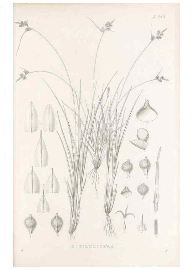 Reproducción/Reproduction 48683050751: Illustrations of the genus Carex. London :William Pamplin,1858-1867.. 