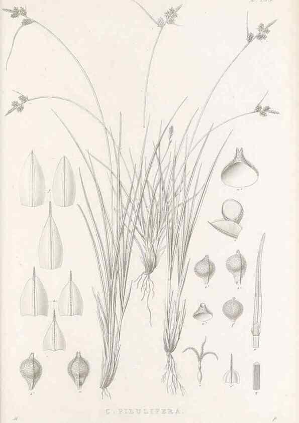 Reproducción/Reproduction 48683050751: Illustrations of the genus Carex. London :William Pamplin,1858-1867.. 