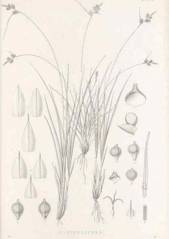Reproducción/Reproduction 48683050751: Illustrations of the genus Carex. London :William Pamplin,1858-1867.. 
