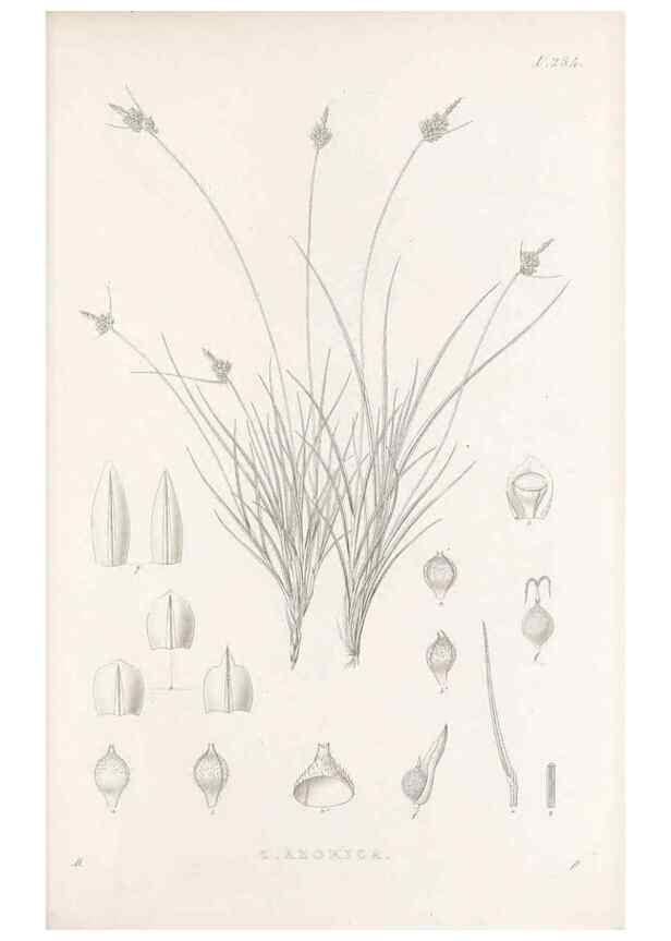 Reproducción/Reproduction 48683226452: Illustrations of the genus Carex. London :William Pamplin,1858-1867.. 