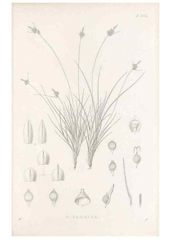Reproducción/Reproduction 48683226452: Illustrations of the genus Carex. London :William Pamplin,1858-1867.. 