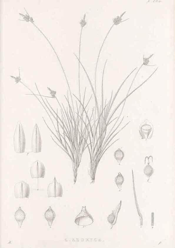 Reproducción/Reproduction 48683226452: Illustrations of the genus Carex. London :William Pamplin,1858-1867.. 
