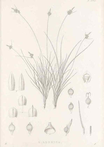 Reproducción/Reproduction 48683226452: Illustrations of the genus Carex. London :William Pamplin,1858-1867.. 