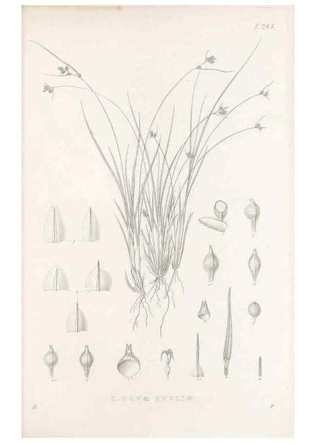 Reproducción/Reproduction 48683226662: Illustrations of the genus Carex. London :William Pamplin,1858-1867.. 
