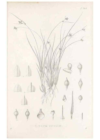 Reproducción/Reproduction 48683226662: Illustrations of the genus Carex. London :William Pamplin,1858-1867.. 