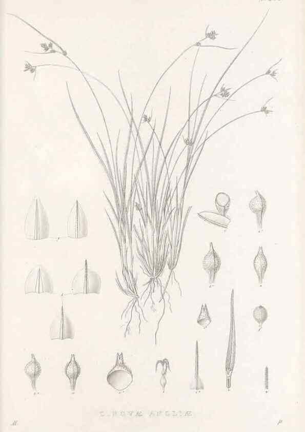 Reproducción/Reproduction 48683226662: Illustrations of the genus Carex. London :William Pamplin,1858-1867.. 