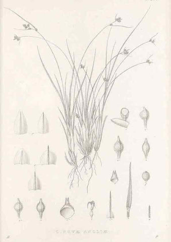 Reproducción/Reproduction 48683226662: Illustrations of the genus Carex. London :William Pamplin,1858-1867.. 