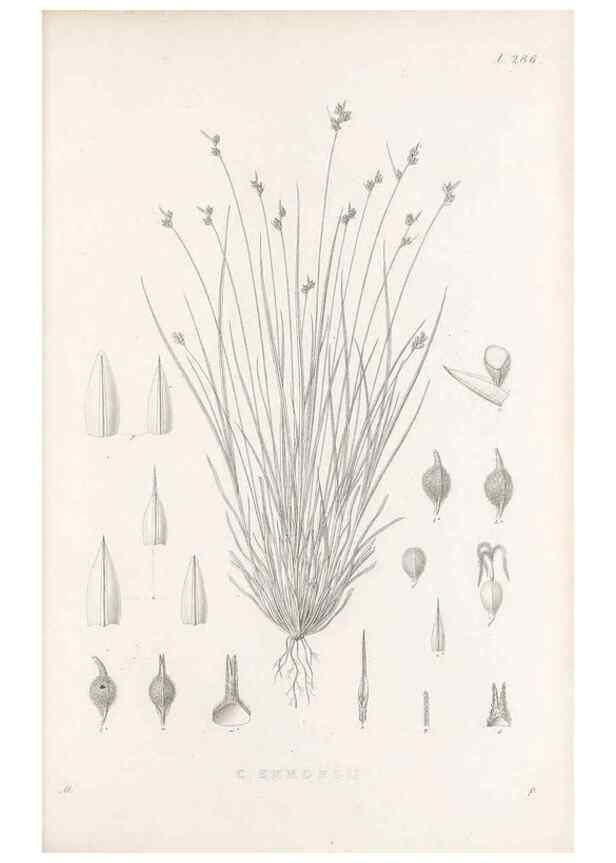 Reproducción/Reproduction 48683051576: Illustrations of the genus Carex. London :William Pamplin,1858-1867.. 