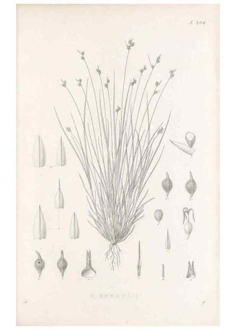Reproducción/Reproduction 48683051576: Illustrations of the genus Carex. London :William Pamplin,1858-1867.. 