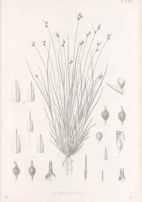 Reproducción/Reproduction 48683051576: Illustrations of the genus Carex. London :William Pamplin,1858-1867.. 