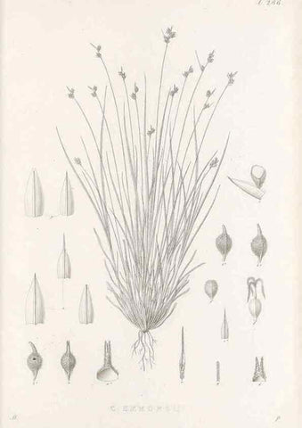 Reproducción/Reproduction 48683051576: Illustrations of the genus Carex. London :William Pamplin,1858-1867.. 