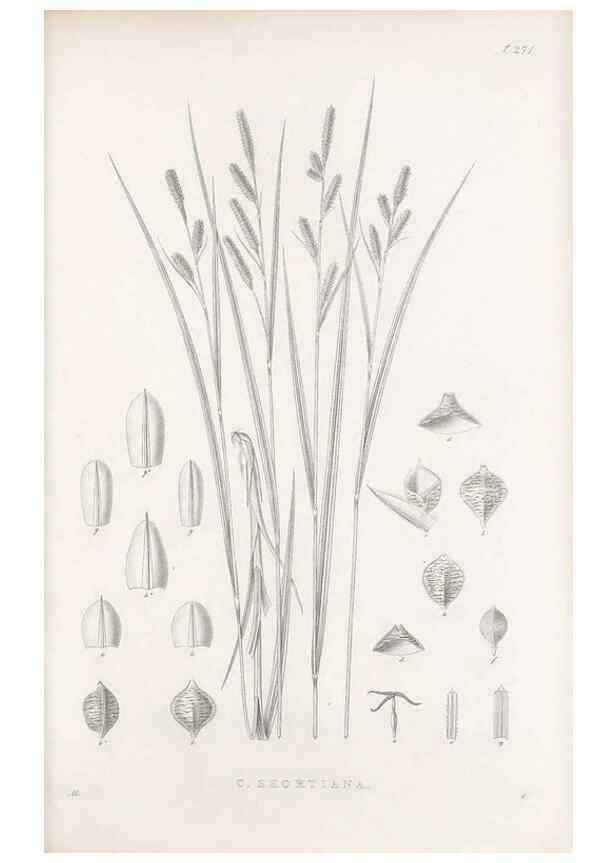 Reproducción/Reproduction 48683046591: Illustrations of the genus Carex. London :William Pamplin,1858-1867.. 