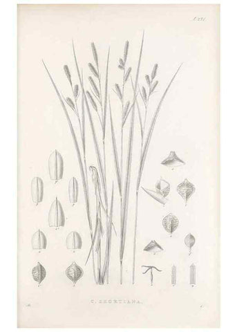 Reproducción/Reproduction 48683046591: Illustrations of the genus Carex. London :William Pamplin,1858-1867.. 