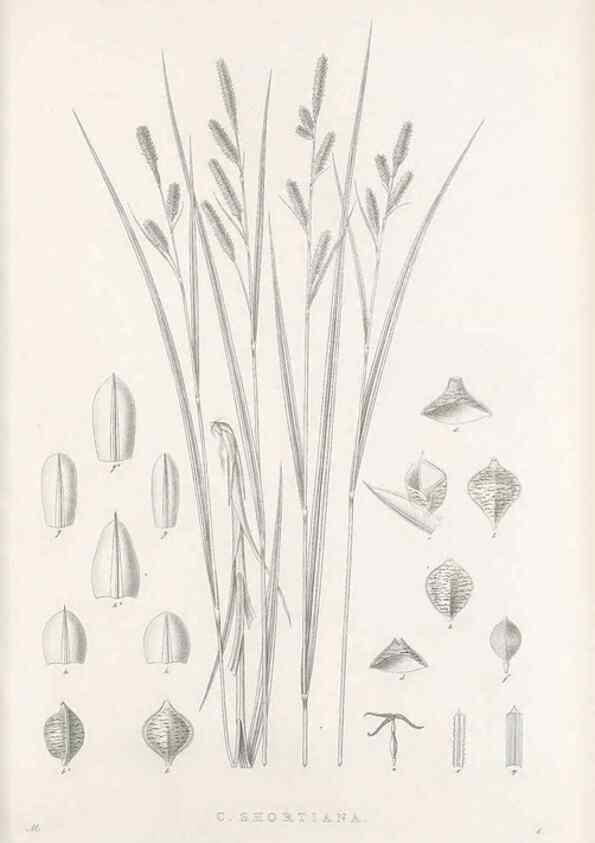 Reproducción/Reproduction 48683046591: Illustrations of the genus Carex. London :William Pamplin,1858-1867.. 