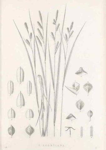 Reproducción/Reproduction 48683046591: Illustrations of the genus Carex. London :William Pamplin,1858-1867.. 