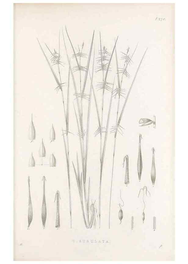 Reproducción/Reproduction 48683221777: Illustrations of the genus Carex. London :William Pamplin,1858-1867.. 