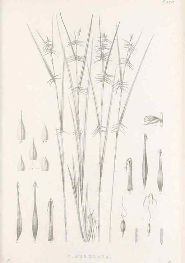 Reproducción/Reproduction 48683221777: Illustrations of the genus Carex. London :William Pamplin,1858-1867.. 