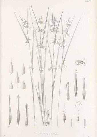 Reproducción/Reproduction 48683221777: Illustrations of the genus Carex. London :William Pamplin,1858-1867.. 