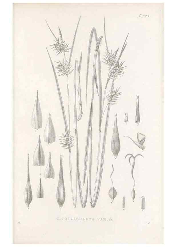 Reproducción/Reproduction 48683221512: Illustrations of the genus Carex. London :William Pamplin,1858-1867.. 