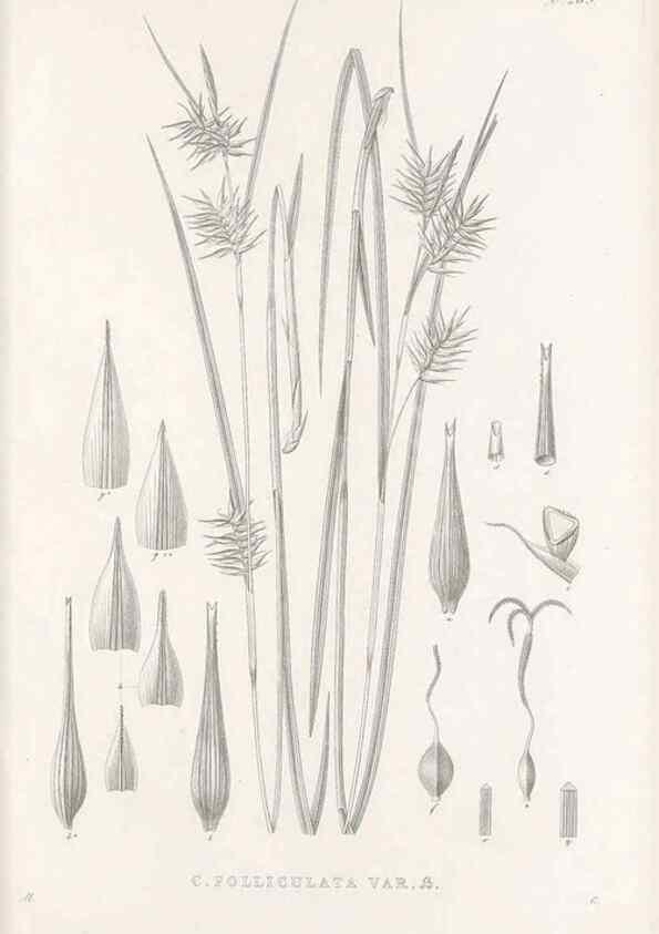 Reproducción/Reproduction 48683221512: Illustrations of the genus Carex. London :William Pamplin,1858-1867.. 
