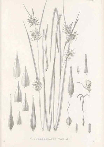 Reproducción/Reproduction 48683221512: Illustrations of the genus Carex. London :William Pamplin,1858-1867.. 