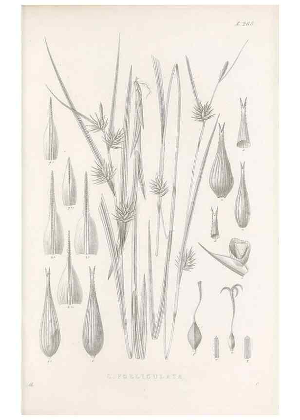 Reproducción/Reproduction 48683221262: Illustrations of the genus Carex. London :William Pamplin,1858-1867.. 