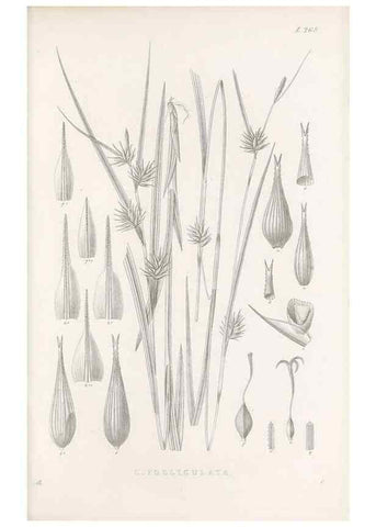Reproducción/Reproduction 48683221262: Illustrations of the genus Carex. London :William Pamplin,1858-1867.. 