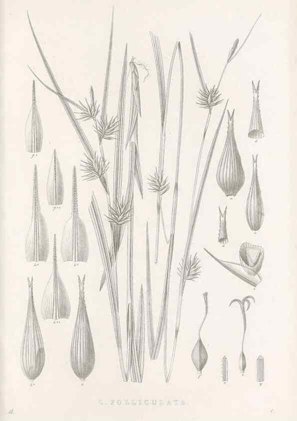 Reproducción/Reproduction 48683221262: Illustrations of the genus Carex. London :William Pamplin,1858-1867.. 