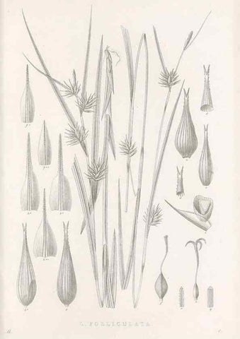 Reproducción/Reproduction 48683221262: Illustrations of the genus Carex. London :William Pamplin,1858-1867.. 