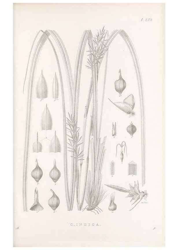 Reproducción/Reproduction 48683015841: Illustrations of the genus Carex. London :William Pamplin,1858-1867.. 