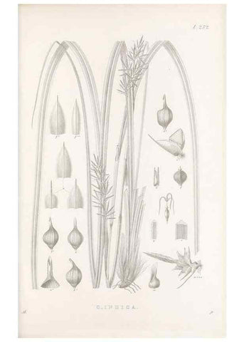 Reproducción/Reproduction 48683015841: Illustrations of the genus Carex. London :William Pamplin,1858-1867.. 