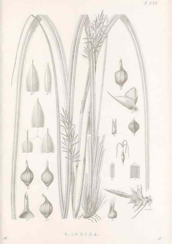 Reproducción/Reproduction 48683015841: Illustrations of the genus Carex. London :William Pamplin,1858-1867.. 