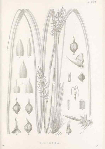 Reproducción/Reproduction 48683015841: Illustrations of the genus Carex. London :William Pamplin,1858-1867.. 