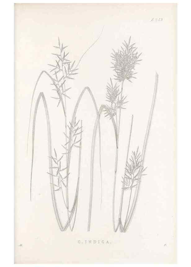 Reproducción/Reproduction 48683191612: Illustrations of the genus Carex. London :William Pamplin,1858-1867.. 