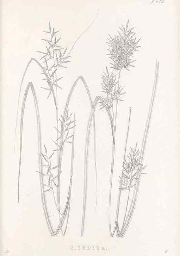 Reproducción/Reproduction 48683191612: Illustrations of the genus Carex. London :William Pamplin,1858-1867.. 