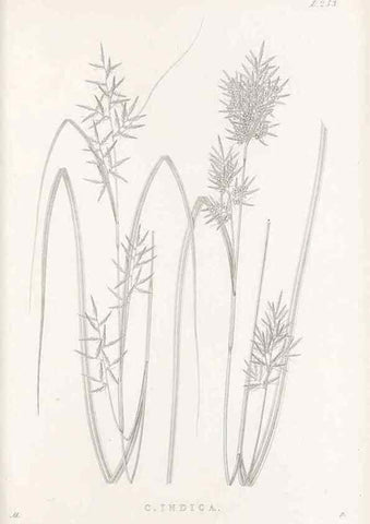 Reproducción/Reproduction 48683191612: Illustrations of the genus Carex. London :William Pamplin,1858-1867.. 