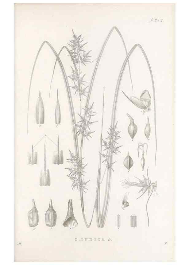 Reproducción/Reproduction 48682677398: Illustrations of the genus Carex. London :William Pamplin,1858-1867.. 