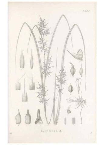 Reproducción/Reproduction 48682677398: Illustrations of the genus Carex. London :William Pamplin,1858-1867.. 